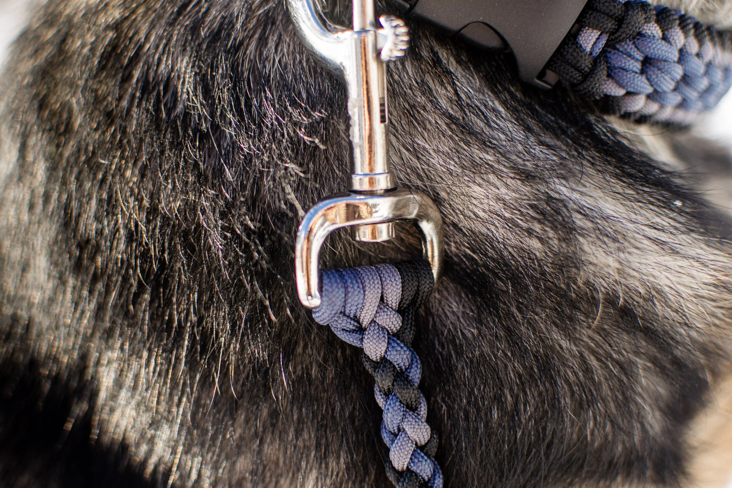 8 foot hot sale long dog leash